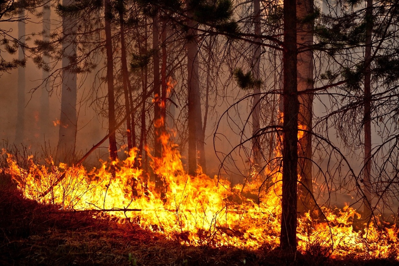 Внимание! Предупреждаем жителей Мордовии о чрезвычайной пожарной опасности в лесах!