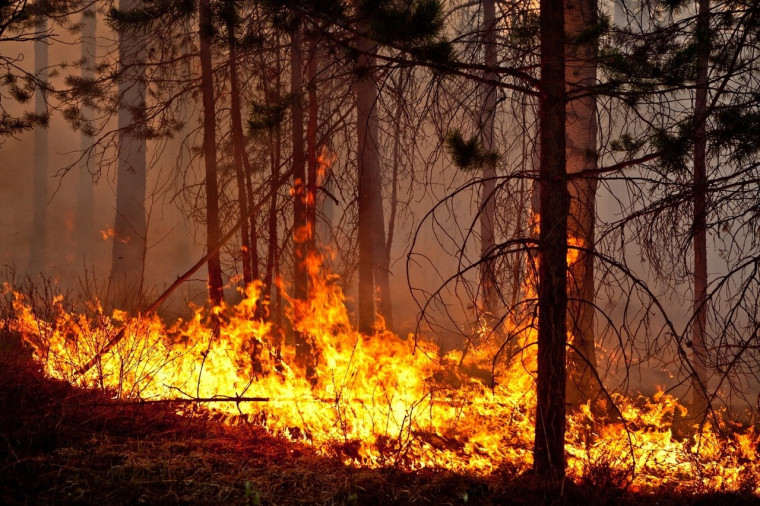 Внимание! Предупреждаем жителей Мордовии о чрезвычайной пожарной опасности в лесах!.